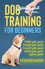 3 خدمة تدريب الكلاب آفضل النتآئج و آقل الأسعار