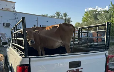  2 بيكب نقل الابقار والمواشي والاغراض