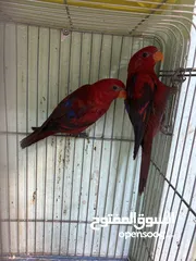  14 كاسكو مكاو كوكاتو امزون