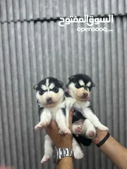  11 جراء هاسكي مالموت