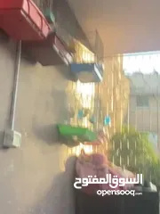  7 جوز كنار اهالي فراخ اقراء الوصف