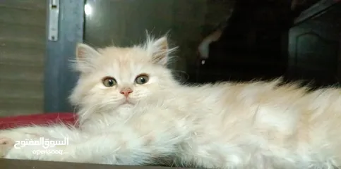  13 بريتش ريد اطراف قصيره لون اشقر شعر طويل وهمالايا تشوكلت بلو بوينت شعر طويل العمر شهرين ونص