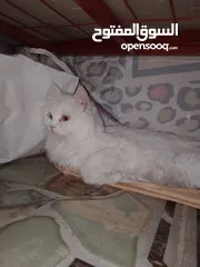  1 قطه شيرازي على هملاي