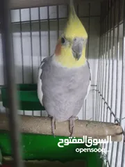  3 جوز كوكتيل مع فراخ للبيع فحص مع فرخين كبار على وجه بيض