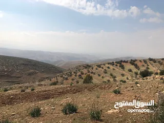 2 ارض في منطقة عراق الامير تحديدا ام المدارس