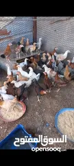  1 دجاج الدار