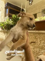  7 ‎ للبيع: جراء شيواوا صغيرة الحجم – شكل فاخر