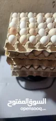  3 بيض عربي للبيع  30