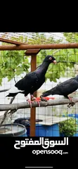  1 كوم حمام للبيع جواز وحبات فلت طيور حمام
