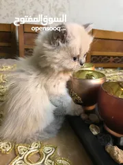  1 قطة انثى عمر شهر ونص