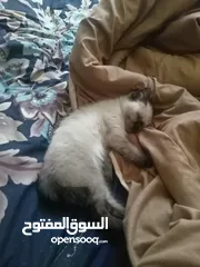  1 البسه أنثى السعر 30