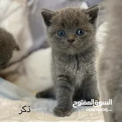  3 كيتين بلو سكوتشات