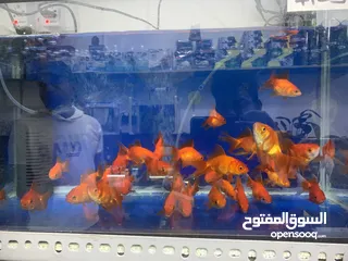  5 Aquarium Items