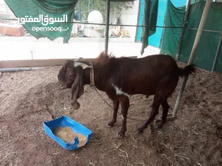  1 pakistan goat