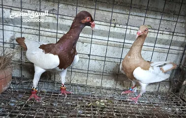  23 حمام نخب الماني جواز وفردات
