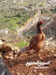  4 بيض باكستاني مخصب