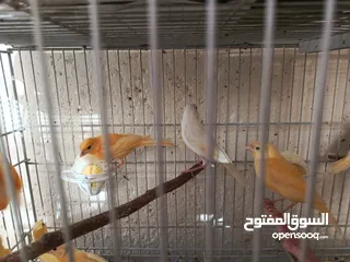  4 كوم كناري 17فرخ وطيرتين العدد 19