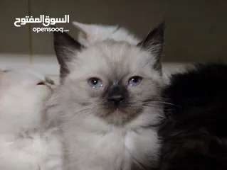  3 قطط للبيع السعار مشكله