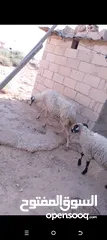  4 نعجه قبرصيه