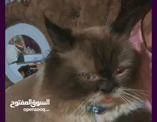  1 قط مكس  هجين للبيع بسعر مغري بداعي السفر الى خارج البلاد  نوع مكس هيمالايا مع برتش