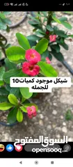  3 اشجار للبيع