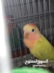  2 ذكر روز شبه جاهز للبيع طفره مميزه صلي عالنبي