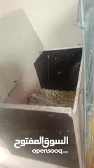 6 جوز كوكتيل البنيو مع فرخين عين حمرا