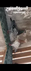  4 تفاصيل بالوصف