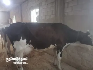  2 ابقار للببع بسعر مناسب