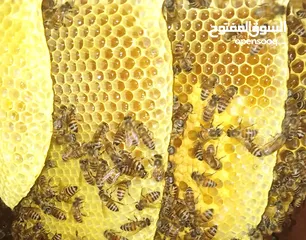  4 لمن يريد عسل طبيعي يخرجه بنفسه من الخليه مباشرة