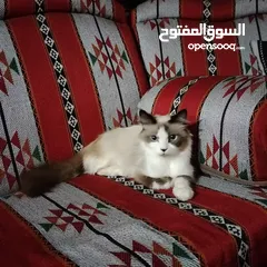  6 قطه رادغول للبيع