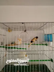  2 حبات بصلاه على النبي