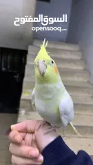  13 كوكتيل لاتينو مع قفصه للبيع