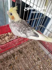  22 جواز كوكتيل شغال ومنتجة تحتهم فراخ واشي بيض وفراخ زق يدوي بداية فطم وقفاص مستعمله