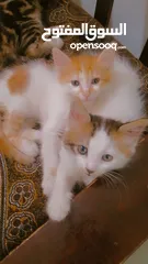  2 قطط للتبني