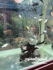  9 JEBO Fish tank big size urgent sale