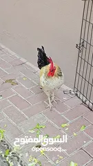  1 1 Young and Healthy Rooster