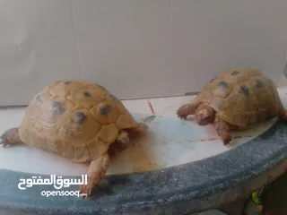  1 النوع / سلاحف السعر الواحدة / 8 دنانير اردني الوصف سلحفتان واحده ذكر واحده انثى  الانثى حامل