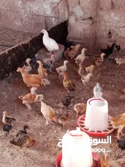  9 دجاج محلي مهجن من ديوك كوشن العملاق للبيع