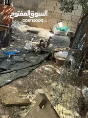  6 مجموعه طيور للبيع