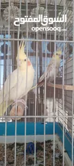  11 كوكتيل جوز للبيع