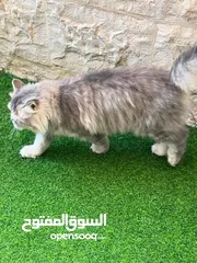  6 أنثى هجين سكوتش وشنشيلا