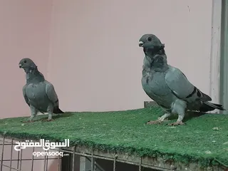  26 قطعة حمام كش