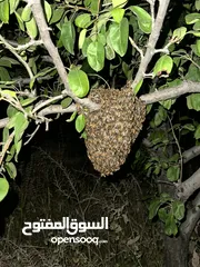  2 خلية نحل للبيع نوع إيطالي هادئ