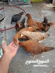  11 دجاج عرب مخاليف