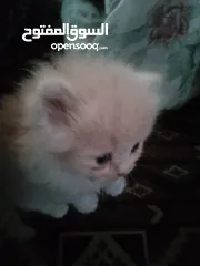  3 قطط للبيع عمر شهر ما شاء الله بجننو و متعودين على أكل الدراي فود