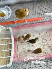  3 خمس حبات كنار
