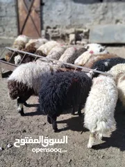  6 16 عبور زابطات لحم وزابطات مقنوا مطلوب 140