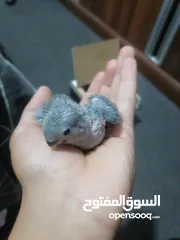  2 فراخ روز لزق اليدوي