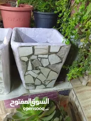  10 احواض زريعه اسمنتيه قابله للبدل على طيور